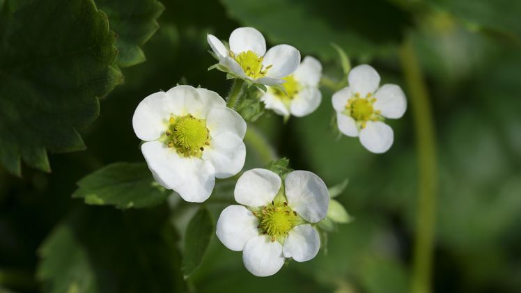 BULucky Berry - dekorative Blüten der 4-Monats Erdbeere Lucky Berry ab Mai bis Sseptember. Bild: AVS