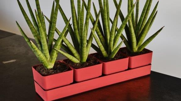 Teraplast ist ein neuer Akteur auf dem Sektor der Kunststoffgefäße und zeichnet sich durch seine Flexibilität, seine Innovation, sein Angebot und seine besonders wettbewerbsfähigen Preise aus. Bild: Teraplast.