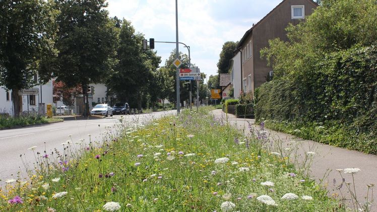 Verkehrsbegleitgrün mit heimischen Wiesenblumen statt Einheitsgrün fördert in Kommunen die biologische Vielfalt. Bild: Kommbio/Martin Rudolph.