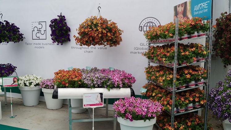 Die Danziger-Züchtung bringt immer wieder neue Sorten hervor. Bild: GABOT.