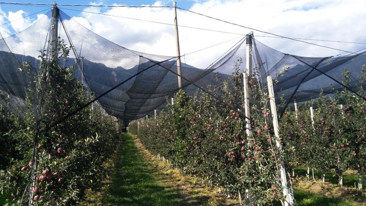 Die Schutznetze Fructus® und Biorete® von Arrigoni sind eine wirksame und nachhaltige Lösung gegen diese Gefahren. Bild: ARRIGONI.