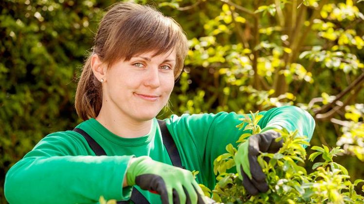Gärtnerin beim Rosenschnitt. Bild: LWK-NRW. Gärtnerin beim Rosenschnitt. Bild: LWK-NRW.