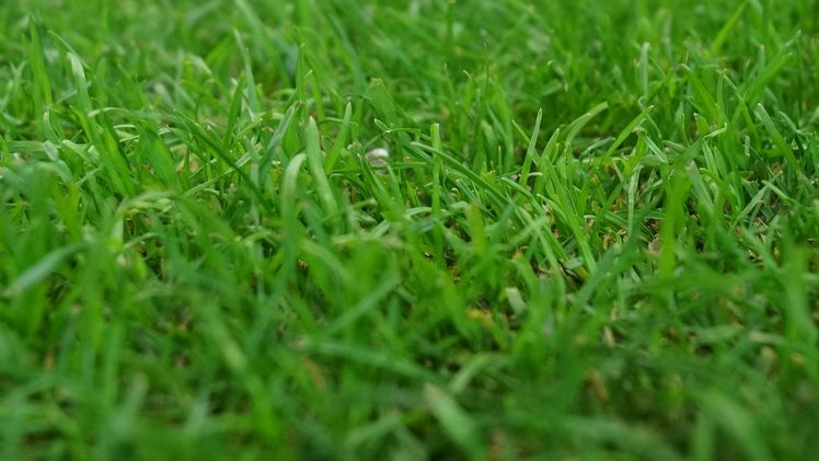 13. Stuttgarter Rasentag am 13. Februar 2020 im SpOrt Stuttgart. Bild: GABOT. 13. Stuttgarter Rasentag am 13. Februar 2020 im SpOrt Stuttgart. Bild: GABOT.