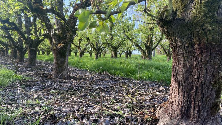 Die ältesten Birnenbäume sind 60 Jahre alt. Bild: lid.ch / kim. 