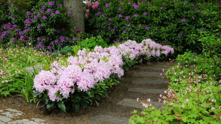 INKARHO-Dufthecke® als Heckenpflanzung. Bild: INKARHO.