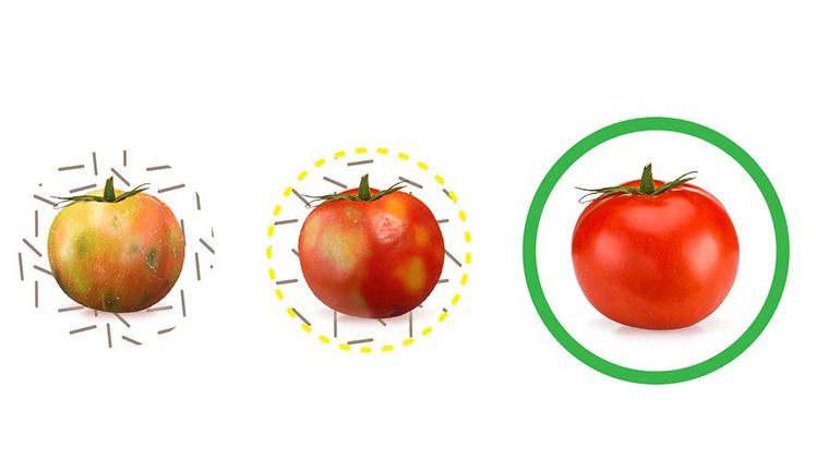 Enza Zaden ist ein Durchbruch im Kampf gegen das Tomato Brown Rugose Fruit Virus gelungen. Bild: Enza Zaden.