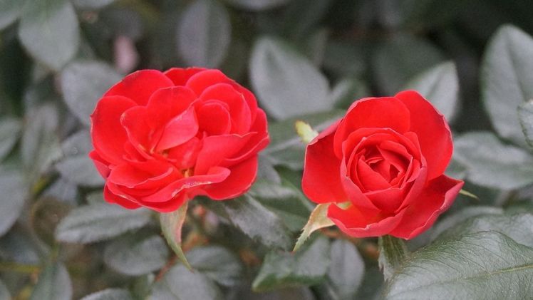 Ein neuer Stern am Rosenhimmel: Zepeti®. Bild: GABOT. 