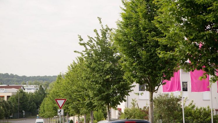 In Würzburg stehen die Bäume von morgen schon heute am Straßenrand. Rund 235 Bäume wurden im Projekt "Stadtgrün 2021" gepflanzt und werden nun auf ihre Trockenstresstoleranz untersucht. Bild: Bayerische Landesanstalt für Weinbau und Gartenbau.
