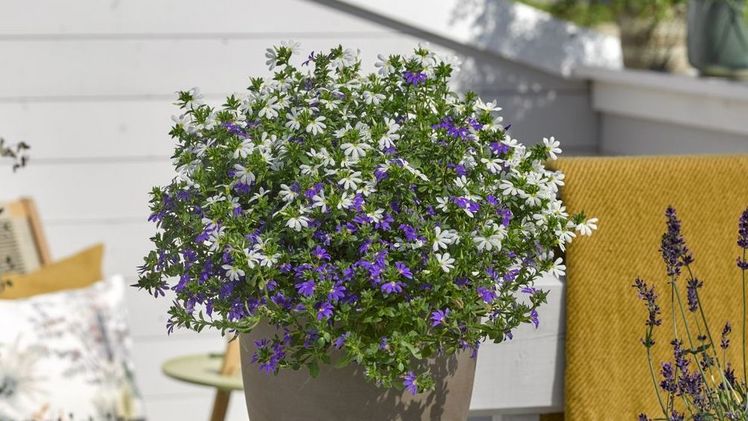Die „Bayerische Pflanze des Jahres 2021“ sind gleich zwei wunderbare Sorten der Fächerblume (Scaevola): eine leuchtend weiße und eine blau-violette. Bild: GMH/Renner Print & Media.