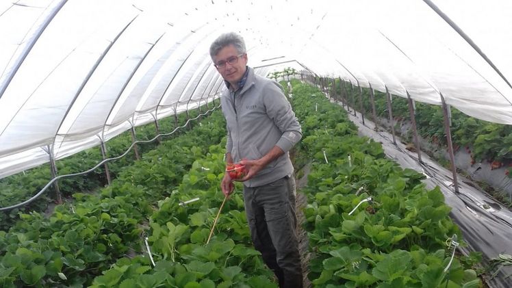 Gianluca Baruzzi, Wissenschaftler der CREA, ist einer der Wissenschaftler, der das International Strawberry Symposium am Samstag, 2. Mai eröffnet. Bild: ISS. 