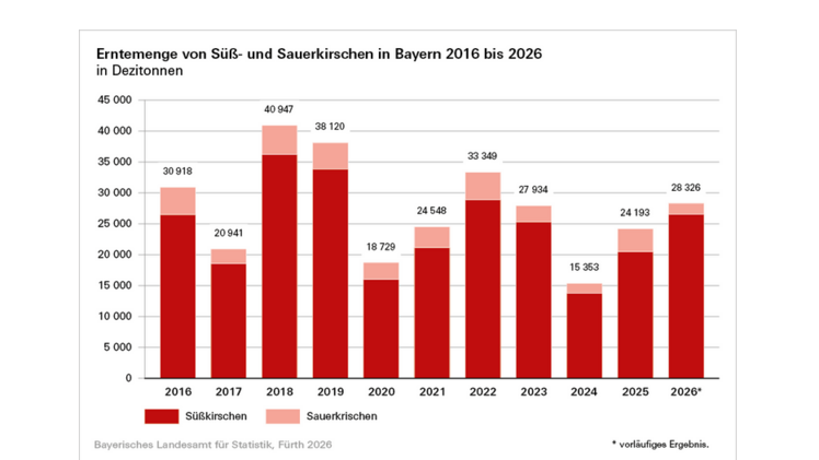 Süßkirschen übertreffen langjährigen Durchschnitt deutlich, Sauerkirschen fallen ab. Grafik: Bayerisches Landesamt für Statistik.