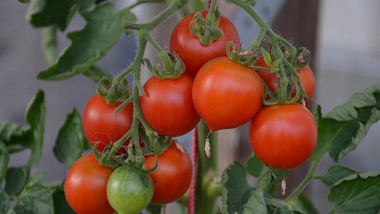 Die Tomatenernte ist in vollem Gange. Bild: Sabine Weis.