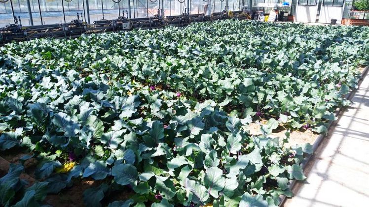 Gewächshausversuch mit Kohlrabi am IGZ. Bild: Stefan Karlowsky, IGZ.
