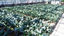 Gewächshausversuch mit Kohlrabi am IGZ. Bild: Stefan Karlowsky, IGZ.