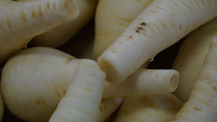 Auf den ersten Blick kann man die Pastinake leicht mit Petersilienwurzel verwechseln. Bild: GABOT.