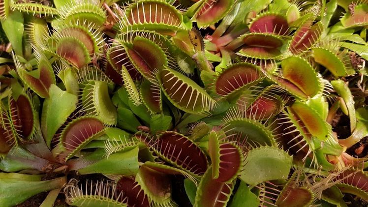 Venusfliegenfallen setzen wichtige Impulse für bionische Forschungsansätze. Bild: GABOT.