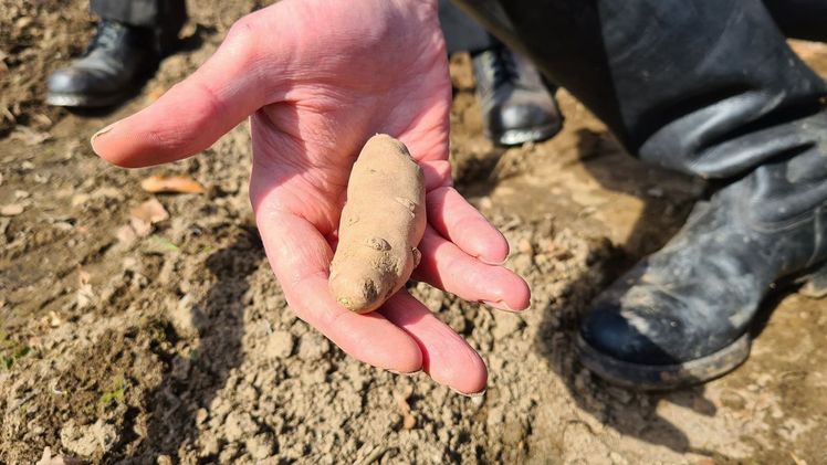 Der 'Angeliter Tannenzapfen' gehört zur Familie der Fingerkartoffeln. Bild: Heitmann. Der 'Angeliter Tannenzapfen' gehört zur Familie der Fingerkartoffeln. Bild: Heitmann.