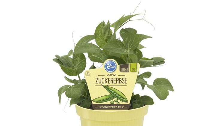 Die Bio-Zuckererbse kommt aus einem biologischem Anbau. Bild: Blu-Blumen GbR.