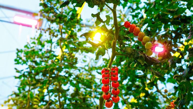 Das neue Gewächshaus von Den Berk Délice  wird für den belichteten Anbau von Tomaten eingerichtet. Bild: Signify.