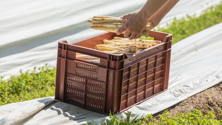 Ab dem Osterfest können sich Verbraucher*innen im Westen nun auf den ersten Freilandspargel aus regionalem Anbau freuen. Bild: Bild: Landgard Pictures.