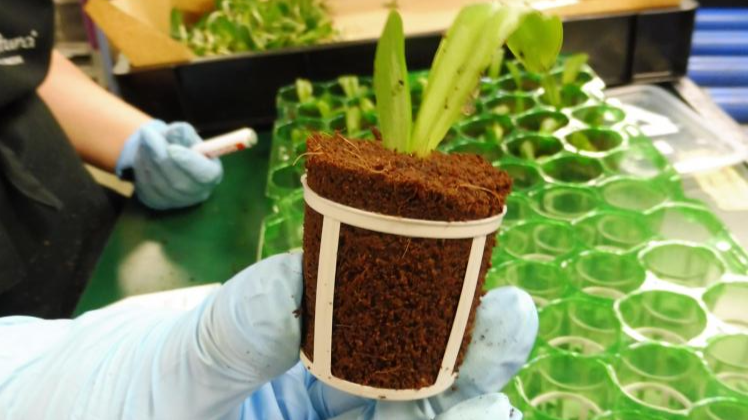 Nach umfangreichen Untersuchungen und Tests ist der biologisch abbaubare Topf da. Bild: Floricultura. 