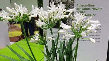 Agapanthus africanus NINA® White 'MONSAPHO' von Sapho. Bild: GABOT.