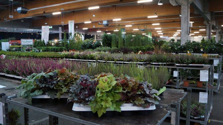 Landgard Herbst-Ordertage am 18. und 19. August 2019 in Herongen. Bild: GABOT.