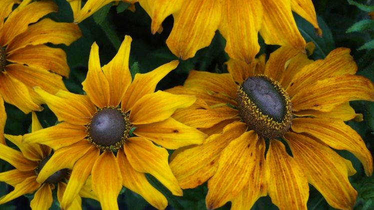 Die 7. Brandenburgische Landesgartenschau (LAGA) findet im Jahr 2022 in Beelitz statt. Bild: GABOT.