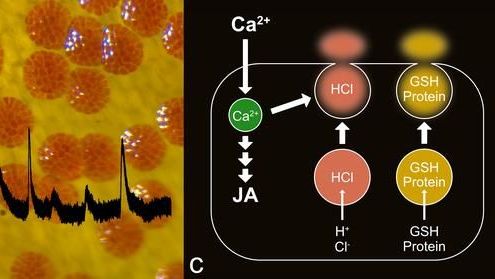 Die Klappfalle einer Venusfliegenfalle mit ihren rot gefärbten Drüsen. Rechts ist modellhaft dargestellt, wie die Drüsen in Gang kommen. Bild: Sönke Scherzer/Dirk Becker.
