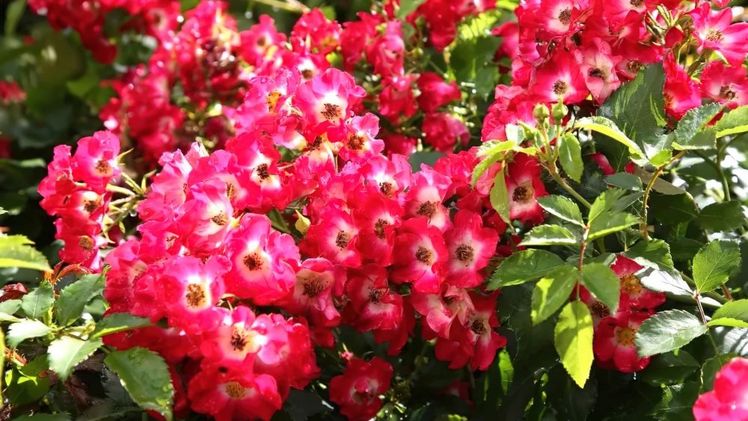 Diamantino (VISraroda) eine der prämierten Sorten der Naturosa-Serie. Bild: Meer Plant.