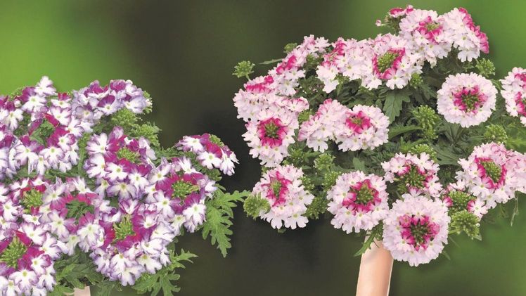 Die zauberhaften Verbenen-Zwillinge „Honey & Nanni“ verführen mit süßem Duft und zarten Pastelltönen. Diesen Schwestern kann niemand widerstehen. Bildnachweis: GMH/Kientzler GmbH & Co. KG.