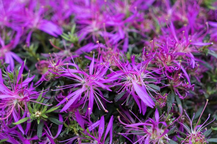 Ihre Strahlkraft verdanken die StarStyle ihren außergewöhnlichen Blüten. Bild: Heinje.