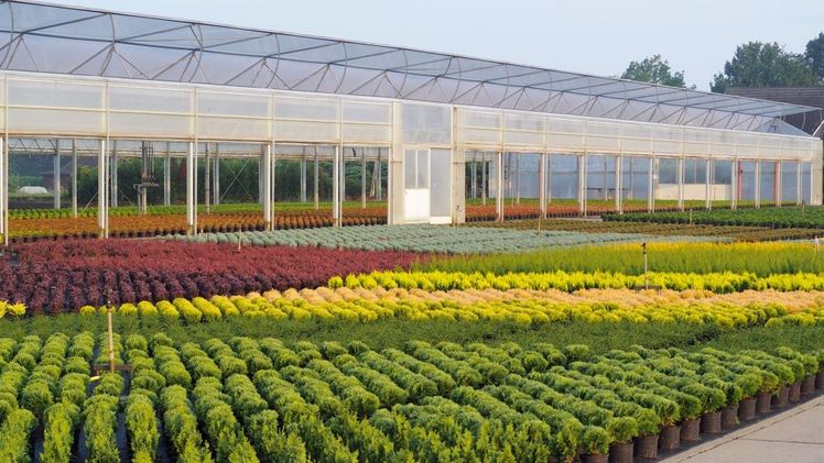 Im August öffnen wieder zahlreiche Betriebe aus dem Weser-Ems-Gebiet ihre Tore zur Oldenburger Vielfalt. Bild: Hellwig Pflanzen.