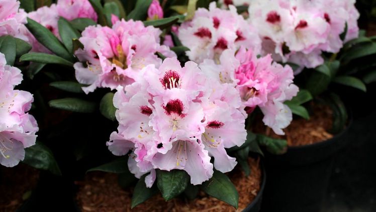 Rhododendron yakushimanum 'Annika'. Bild: Bischoff Rhodokulturen.