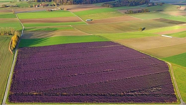 Ein lila Meer aus Kalettes® ist nur in den Kantonen Bern und Freiburg zu sehen. Bild: Kalettes®.