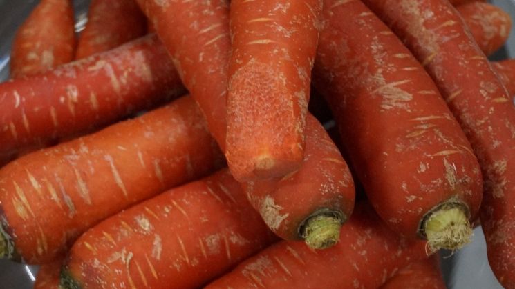 Rekordmenge bei Möhren und Karotten in Sachsen-Anhalt. Bild: GABOT. Rekordmenge bei Möhren und Karotten in Sachsen-Anhalt. Bild: GABOT.