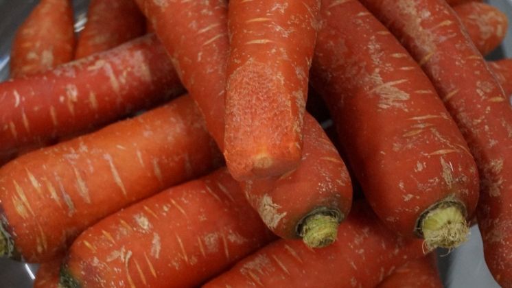 In Sachsen-Anhalt wurden im Jahr 2024 Möhren und Karotten auf 817 Hektar angebaut. Bild: GABOT.