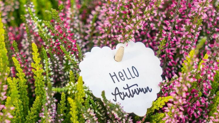 Twister zeichnet sich nicht nur durch ihre besondere Farbvielfalt aus. Bild: Gardengirls.