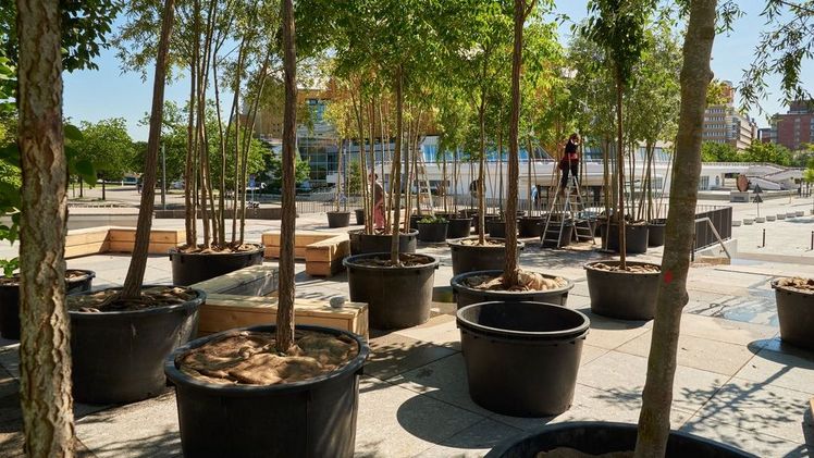 Baumschule Kulturforum, ein Projekt der Stiftung St. Matthäus unter der künstlerischen Leitung von Klaus Biesenbach und atelier le balto, Berlin, Juli 2023. Bild: © atelier le balto / Foto: Sebastian Grapentin. 