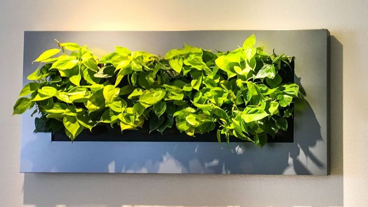 Ein Kunstwerk der Natur: Ob als lebendiges Bild (wie hier mit Kletterphilodendron bepflanzt) oder sogar als begrünte Wand sehen Zimmerpflanzen toll aus, benötigen wenig Platz und machen gute Laune. Bild: GMH/BVE.