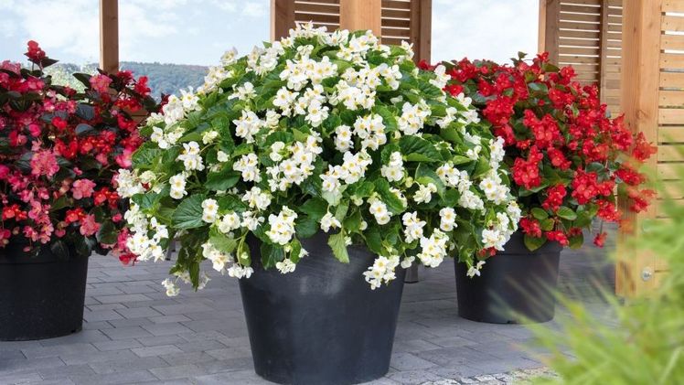 BIG White Green Leaf: Imposanter Look im Kübel und im Beet. Bild: Benary.  