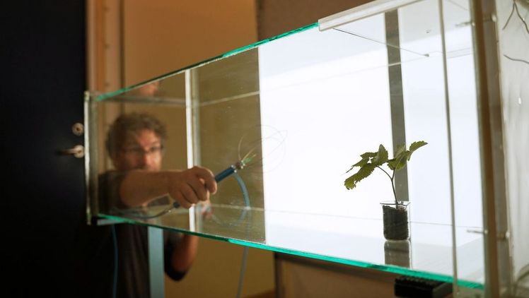 Im „Windkanal” wurden Experimente durchgeführt, um die anziehende Wirkung von Substanzen auf die Kirschessigfliege zu untersuchen. ©Swedish University of Agricultural Sciences/Annamia Olvmyr. Im „Windkanal” wurden Experimente durchgeführt, um die anziehende Wirkung von Substanzen auf die Kirschessigfliege zu untersuchen. ©Swedish University of Agricultural Sciences/Annamia Olvmyr.