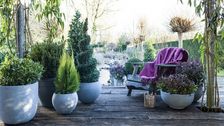 Immergrüne Pflanzen auf der Terrasse. Bild: © Plants & Flowers Foundation Holland. 