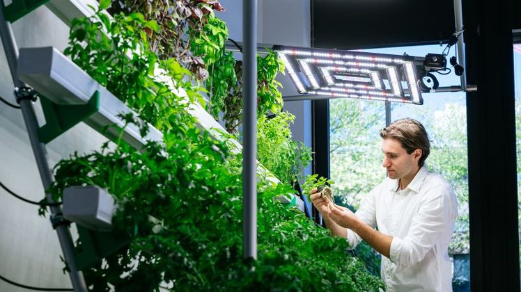 Im Projekt „GreenFarmTEC“ arbeiten die TH Köln und die NourTec Gmb an neuen Technologien für den nachhaltigen und regionalen Anbau von Obst und Gemüse in vertikalen Indoor-Farmanlagen. Bild: Costa Belibasakis/TH Köln.