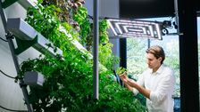 Im Projekt „GreenFarmTEC“ arbeiten die TH Köln und die NourTec Gmb an neuen Technologien für den nachhaltigen und regionalen Anbau von Obst und Gemüse in vertikalen Indoor-Farmanlagen. Bild: Costa Belibasakis/TH Köln.