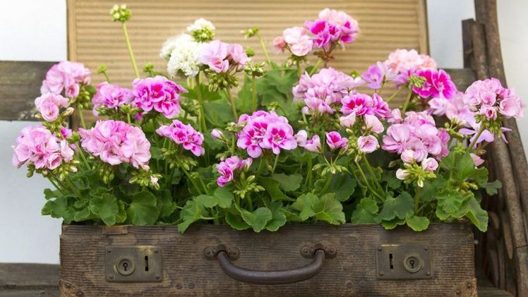 Upcycling liegt im Trend. In dem fast schon antik anmutenden Reisekoffer kommen die üppig blühenden Geranien in verschiedenen Farbtönen wunderschön zur Geltung. Bild: Pelargonium for Europe. Upcycling liegt im Trend. In dem fast schon antik anmutenden Reisekoffer kommen die üppig blühenden Geranien in verschiedenen Farbtönen wunderschön zur Geltung. Bild: Pelargonium for Europe.