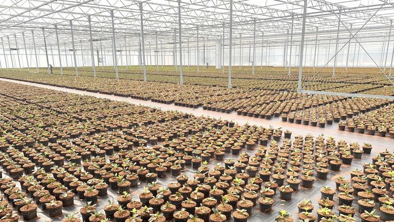 rhododendron violett 3er-Set Rhododendron / Alpenrose – Lila, Rosa & Weiß – Immergrüne wint –  Blumen-Senf®
