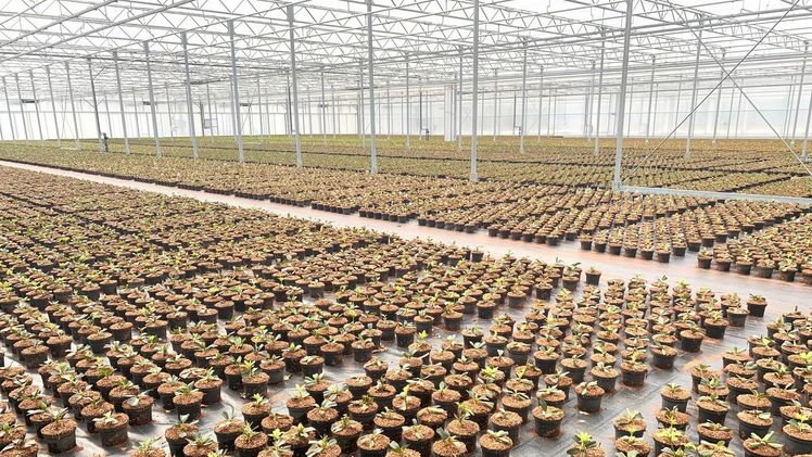 Neues Vermehrungsgewächshaus bei Schröder Rhododendron. Bild: Schröder. 