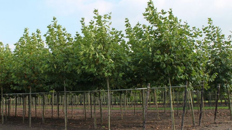 Verschiedene Gehölze können von der Maulbeerschildlaus betroffen sein. Bild: GABOT.