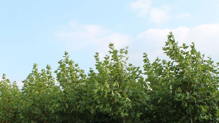 Deutsche Baumpflegetage vom 21.-23. April in Augsburg. Bild: GABOT.